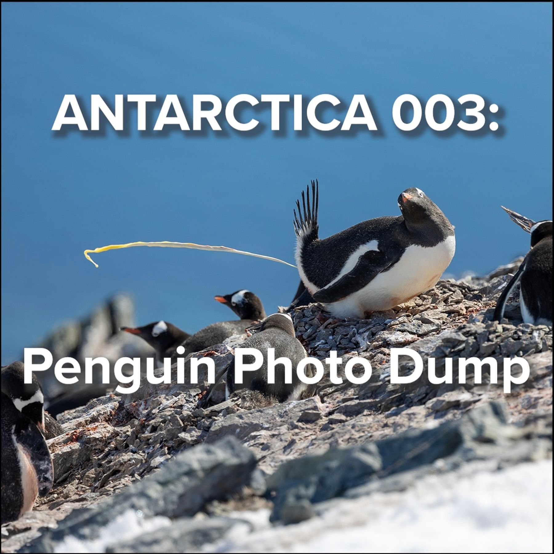 Antarctica 003: Penguin Photo Dump!